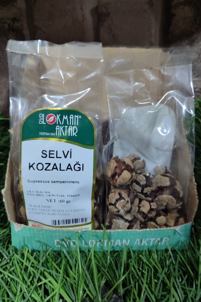 SELVİ KOZALAĞI