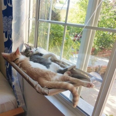 Cama Asılan Kedi Yatağı Cama Asılan Kedi Yatağı