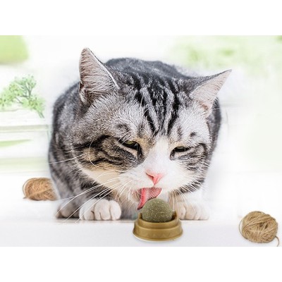 Kedi Otu Oyun Topu Kedi Otu Oyun Topu