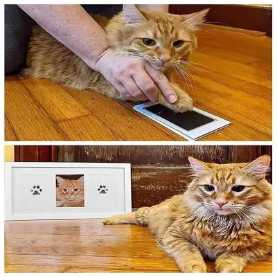 Kedi Köpek Pati İzi Fotoğraf Çerçevesi Seti Kedi Köpek Pati İzi Fotoğraf Çerçevesi Seti