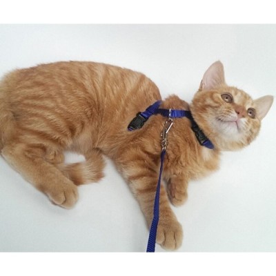 Kedi Boyun ve Göğüs Tasması Kedi Boyun ve Göğüs Tasması