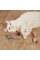 Peluş Fare Kedi Oyuncağı 3 Adet Peluş Fare Kedi Oyuncağı 3 Adet