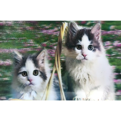 5D Elmas Boyama Kedi Tablosu 5D Elmas Boyama Kedi Tablosu