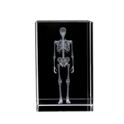 3D Kristal İnsan İskeleti Modeli 3D Kristal İnsan İskeleti Modeli