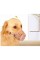 Köpek Koruma Ağızlığı 7'li Set