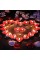 Kalpli 50'li Tealight Mum Kalpli 50'li Tealight Mum